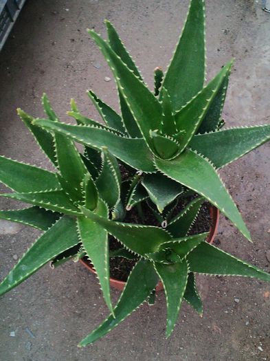 Aloe x delaeti = aloe ciliaris x aloe succotrima - Aloe x delaetii