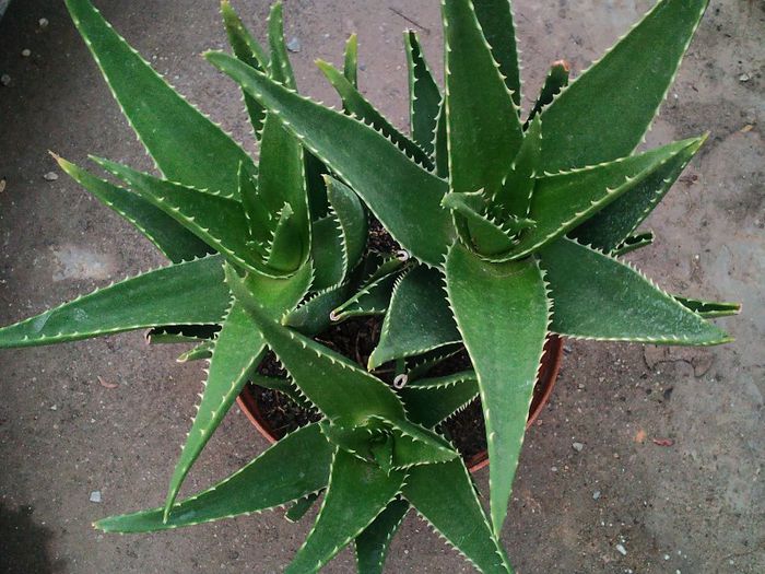 Aloe x delaetii = aloe ciliaris x aloe succotrima - Aloe x delaetii