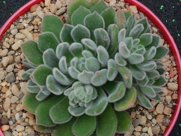 Echeveria setosa