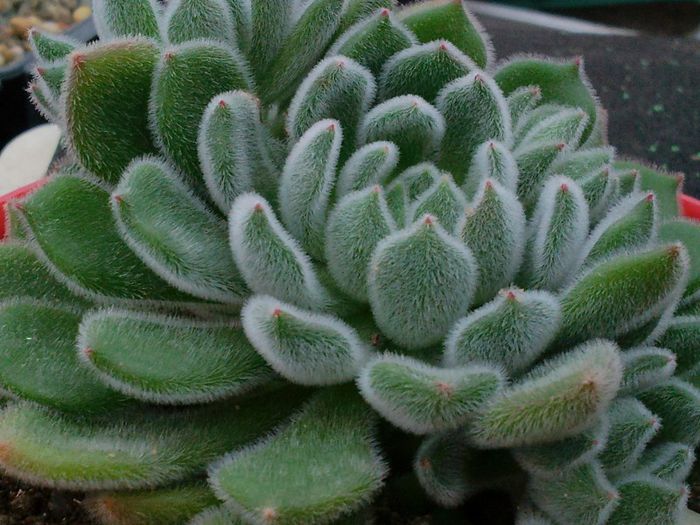 Echeveria setosa - Echeveria setosa