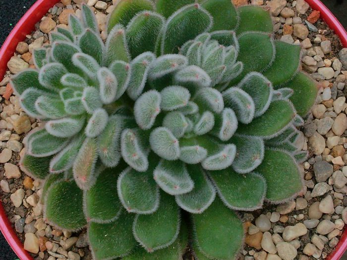 Echeveria setosa - Echeveria setosa