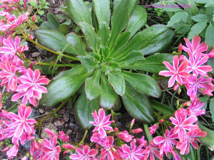 Lewisia cotyledon - 3-de vanzare 2019-2020- SEMINTE DE PLANTE CARE TRAIESC IN ROMANIA