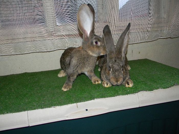 DSCN3776; pui din 5.12.2012, din femela de 97 pct. expo sibiu 2013
