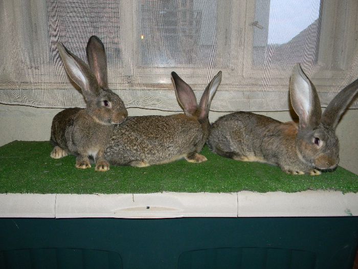 DSCN3782; pui din 5.12.2012
