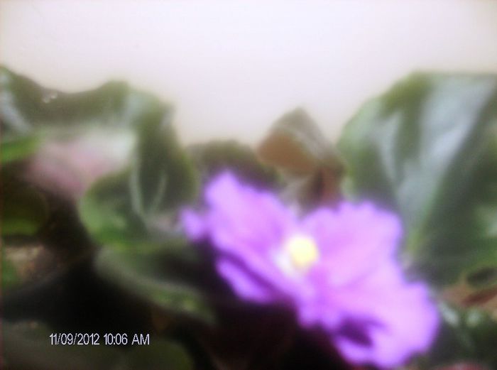 octombrie 1 2012 039 - violete din frunze
