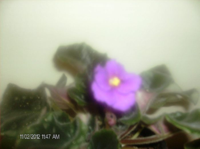 octombrie 1 2012 030 - violete din frunze