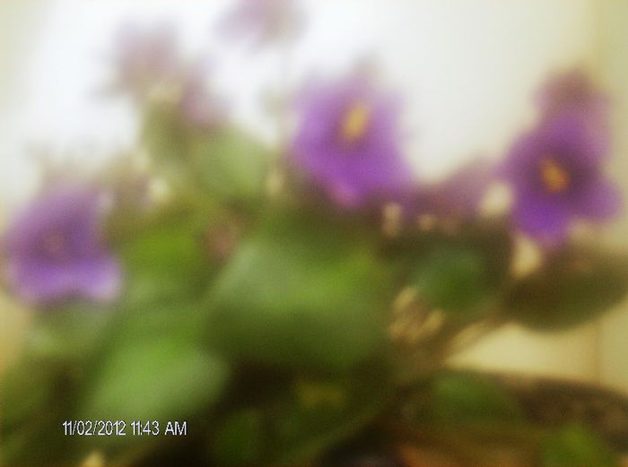octombrie 1 2012 022 - violete din frunze