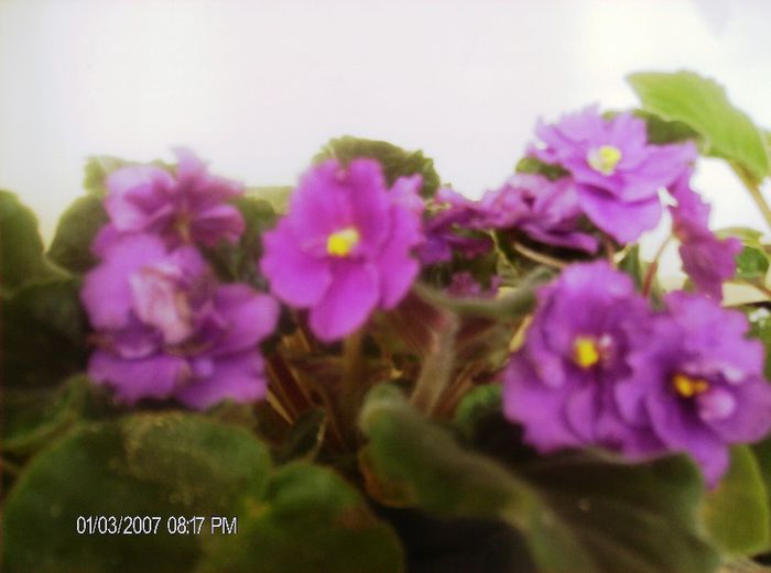 febr. 2013 - violete din frunze
