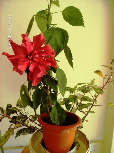octombrie 2012 005 - hibiscus 2012-1
