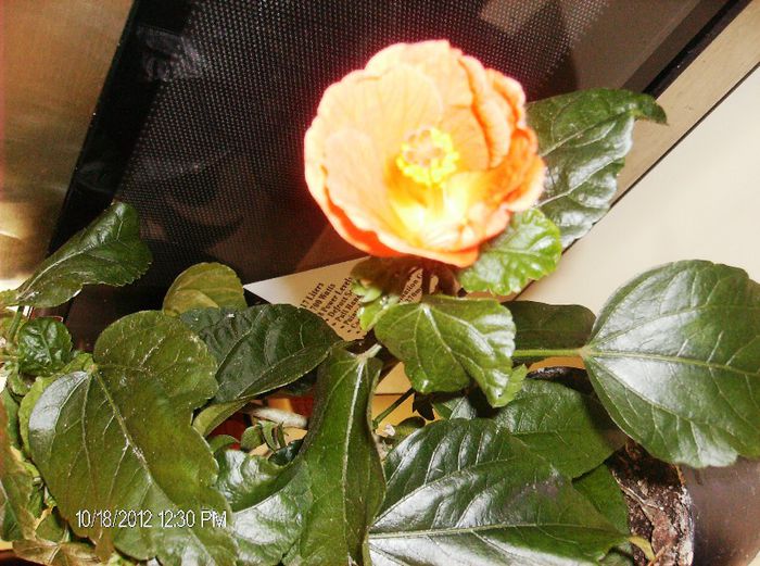 octombrie 2012 020 - hibiscus 2012-1