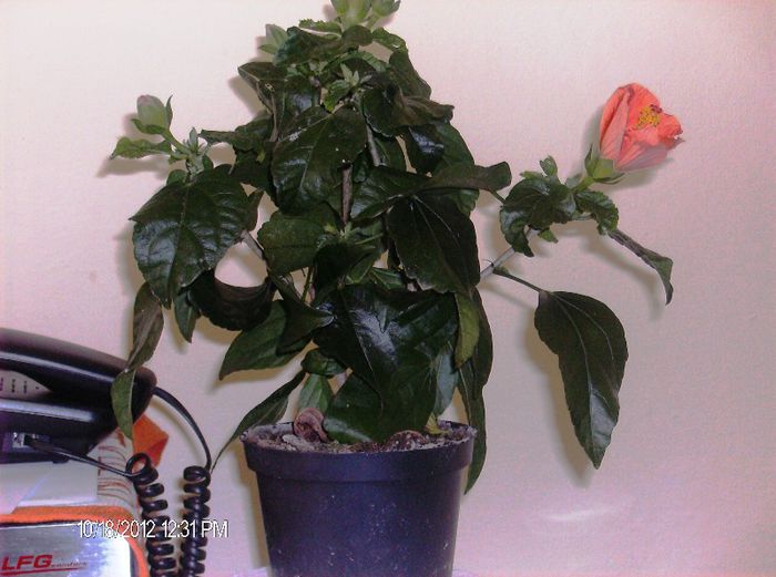 octombrie 2012 025 - hibiscus 2012-1