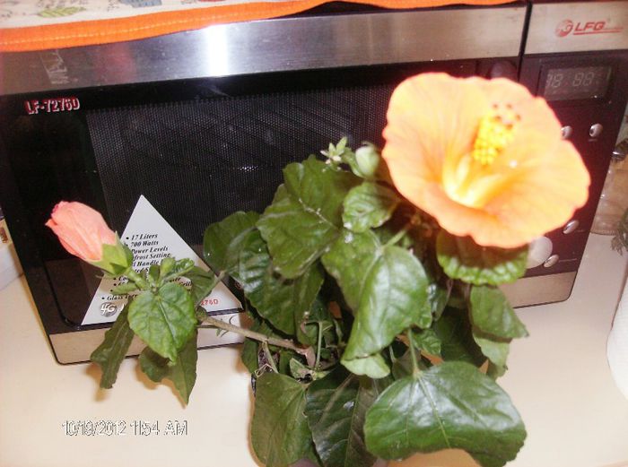 octombrie 2012 027 - hibiscus 2012-1