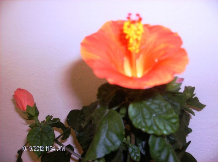 octombrie 2012 028 - hibiscus 2012-1