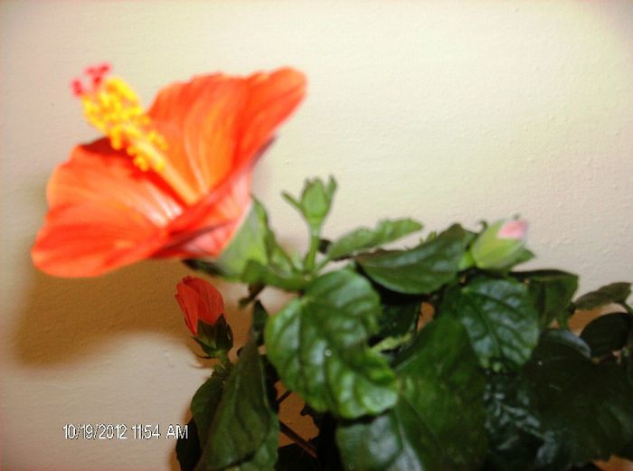 octombrie 2012 029 - hibiscus 2012-1