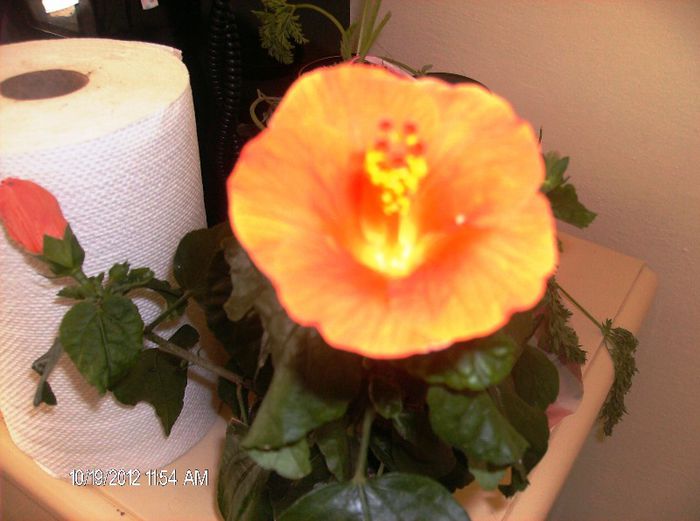 octombrie 2012 030 - hibiscus 2012-1