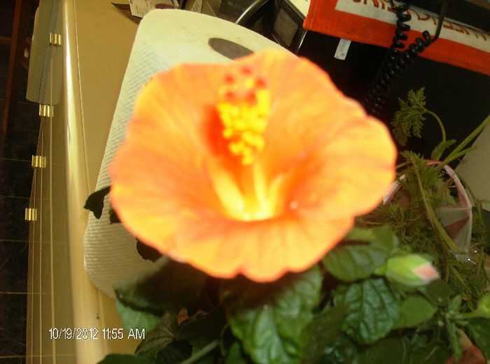 octombrie 2012 031 - hibiscus 2012-1