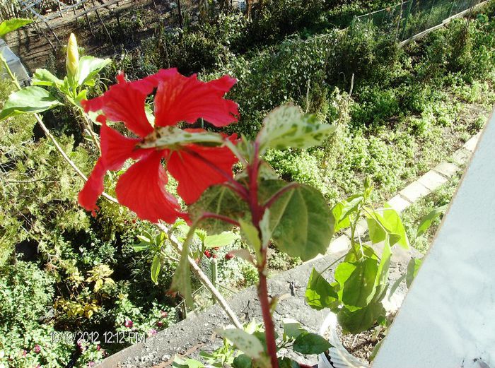 octombrie 2012 033 - hibiscus 2012-1