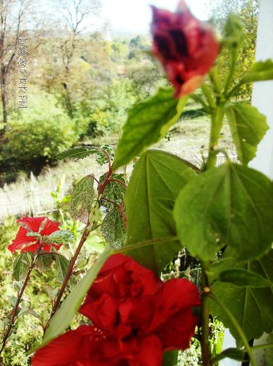 octombrie 2012 035 - hibiscus 2012-1