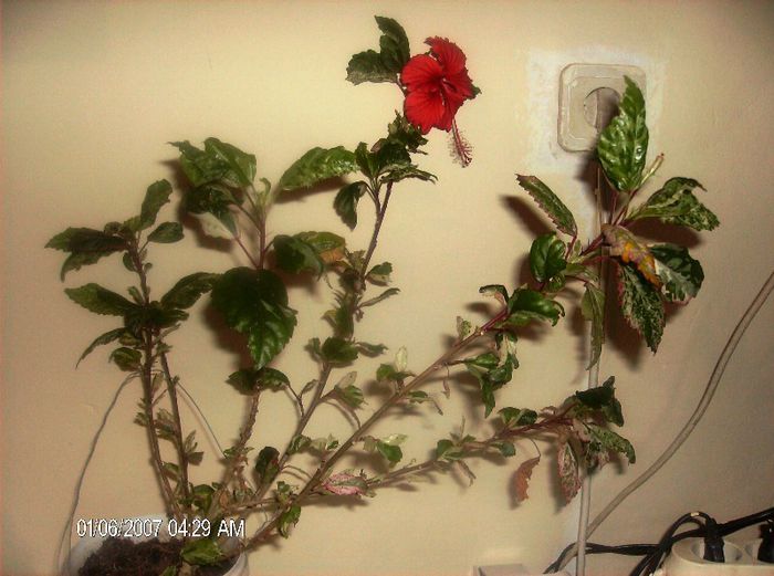 octombrie 1 2012 110 - hibiscus 2012-1