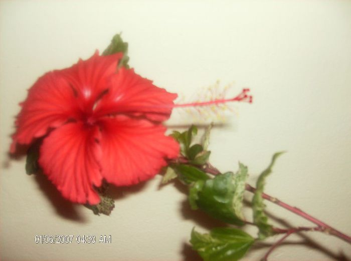 octombrie 1 2012 112 - hibiscus 2012-1