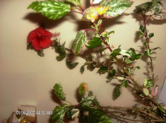 octombrie 1 2012 113 - hibiscus 2012-1