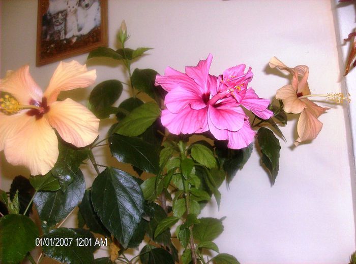 octombrie 1 2012 116 - hibiscus 2012-1