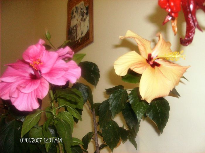 octombrie 1 2012 119 - hibiscus 2012-1