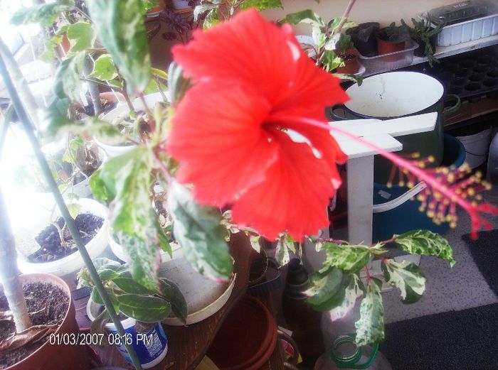 octombrie 1 2012 120 - hibiscus 2012-1