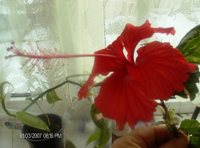 octombrie 1 2012 122 - hibiscus 2012-1