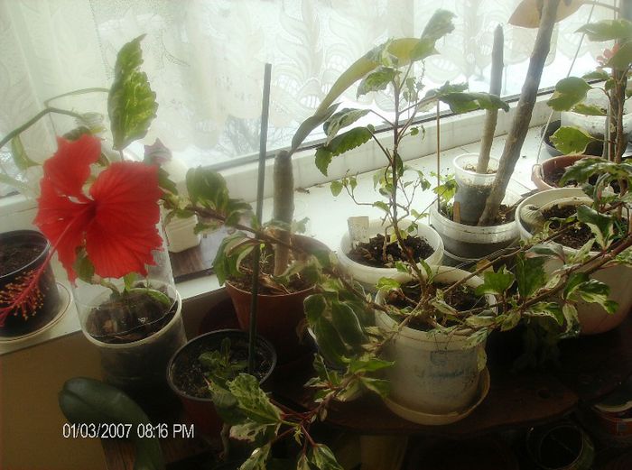 octombrie 1 2012 123 - hibiscus 2012-1