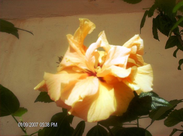 octombrie 1 2012 137 - hibiscus 2012-1