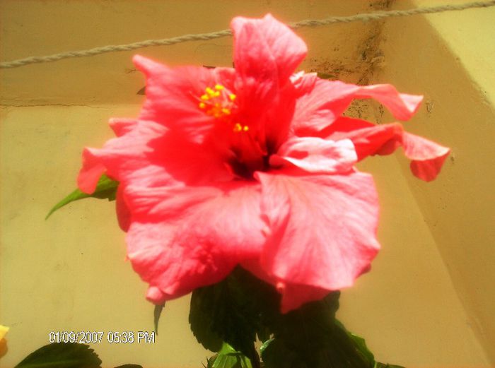 octombrie 1 2012 138 - hibiscus 2012-1
