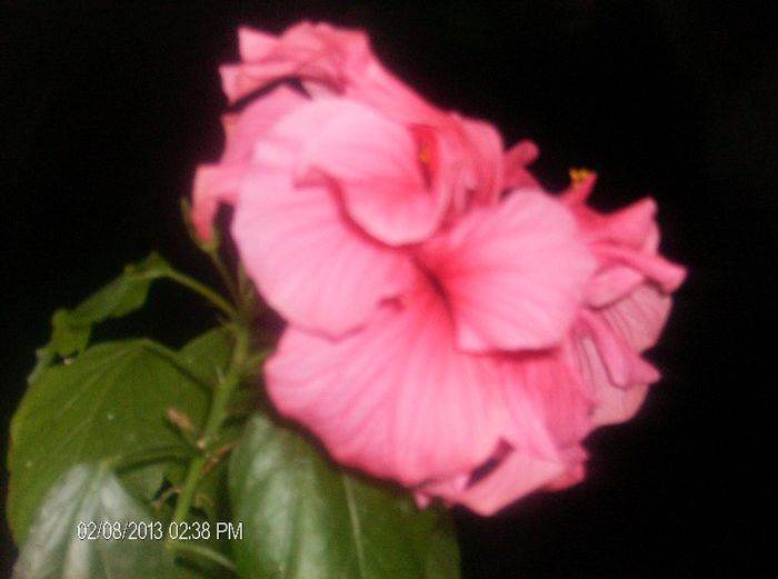 februarie  1 2012 162 - hibiscus 2013 2