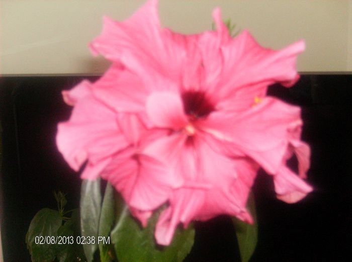 februarie 1 2012 163 - hibiscus 2013 2