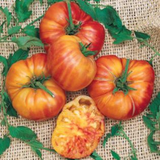 tomatebig-rainbow - De vanzare seminte -legume-mirodenii-flori-arbori