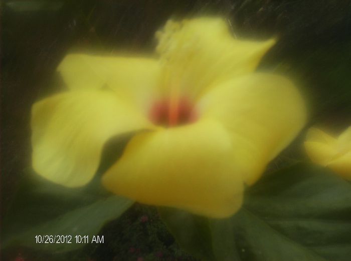 octombrie 1 2012 003 - hibiscus 2012-1