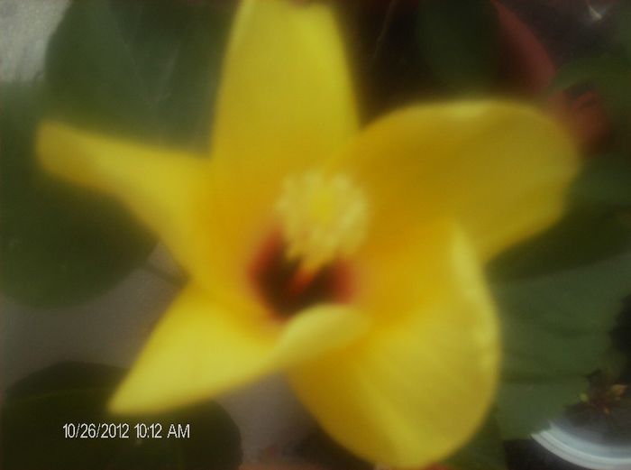 octombrie 1 2012 007 - hibiscus 2012-1