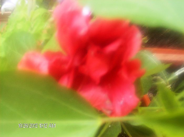 octombrie 1 2012 009