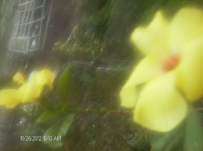 octombrie 1 2012 011 - hibiscus 2012-1