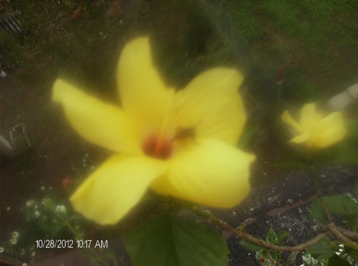 octombrie 1 2012 014 - hibiscus 2012-1