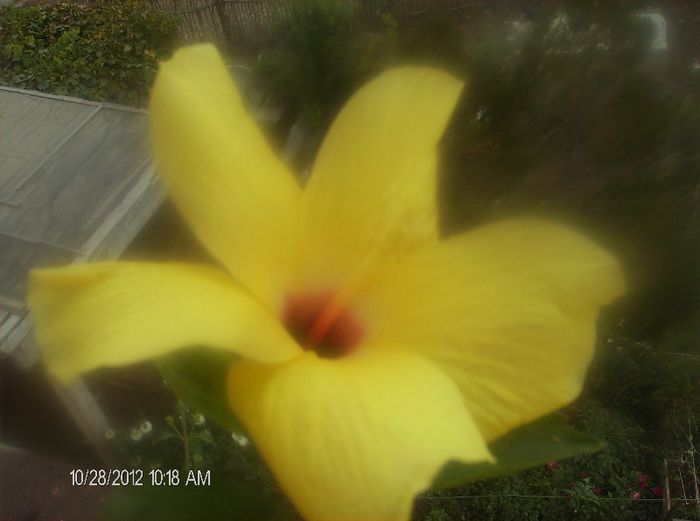 octombrie 1 2012 016 - hibiscus 2012-1