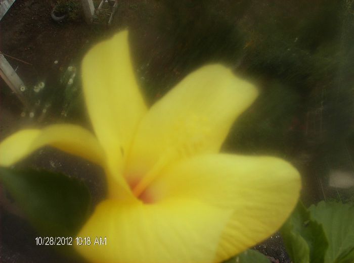 octombrie 1 2012 017 - hibiscus 2012-1
