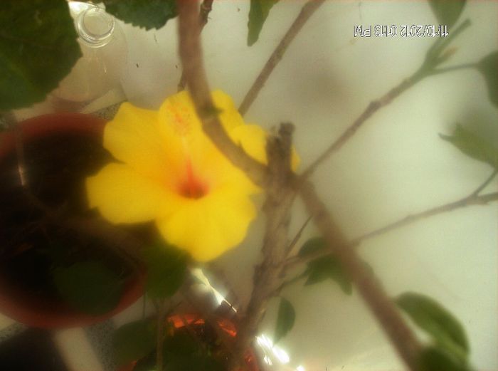 octombrie 1 2012 060 - hibiscus 2012-1