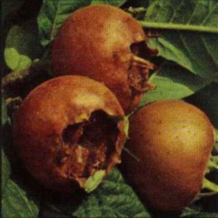 mosmon - achizitii-00