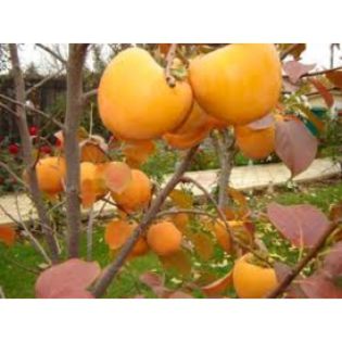 kaki - achizitii-00