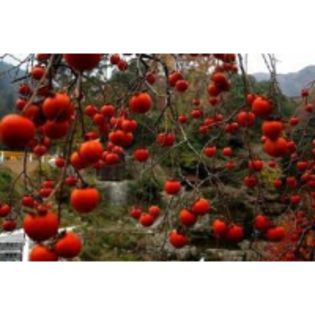 kaki - achizitii-00