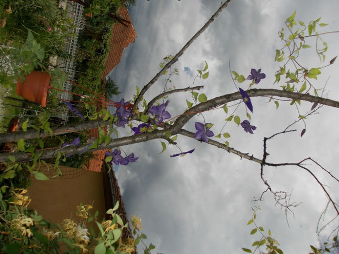 DSCN1116 - gradina cu flori vara 2012