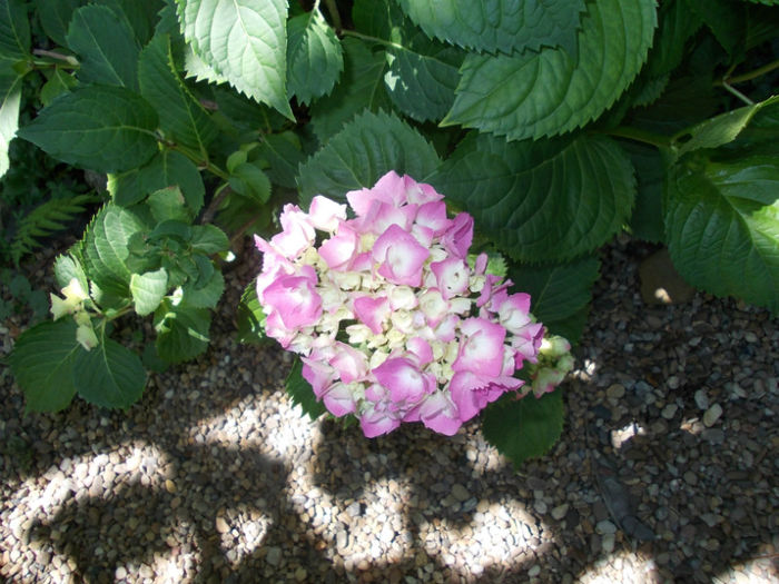 DSCN1185; hydrangea pink
