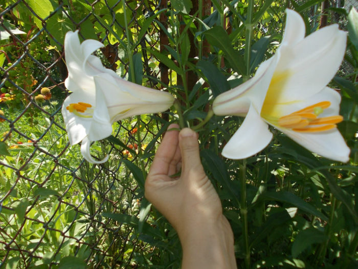 crin regal - gradina cu flori vara 2012