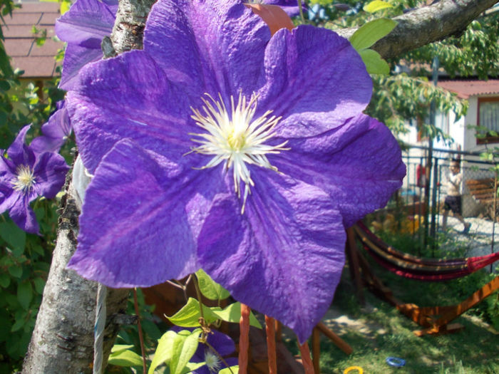 DSCN1174; clematis primit
